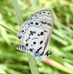 Black-bordered babul blue